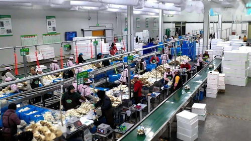 臨洮 堅持問題導向精準施策追趕發(fā)展